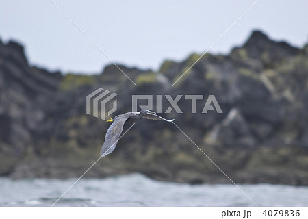 クロサギ 4079836