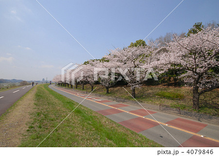 府中市　多摩川　土手 4079846
