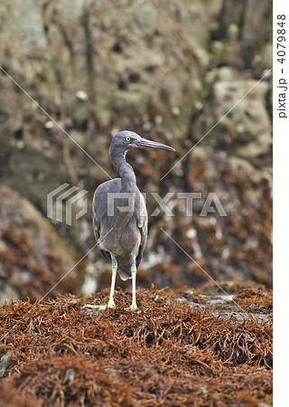 クロサギ 4079848