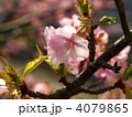 河津桜 4079865