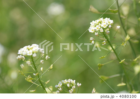 ぺんぺん草 ぺんぺん草 4080100