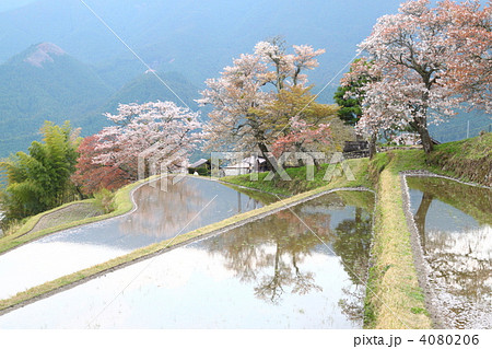 棚田の桜並木 棚田の桜並木 4080206