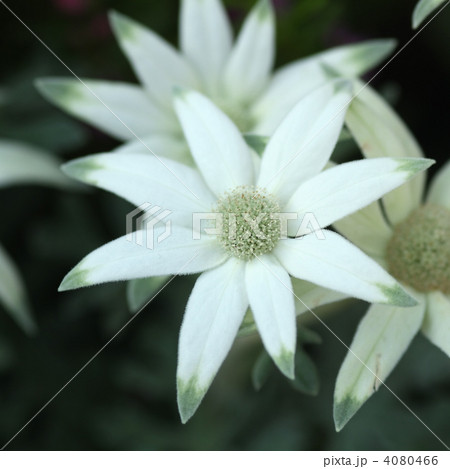 フランネルフラワー 4080466