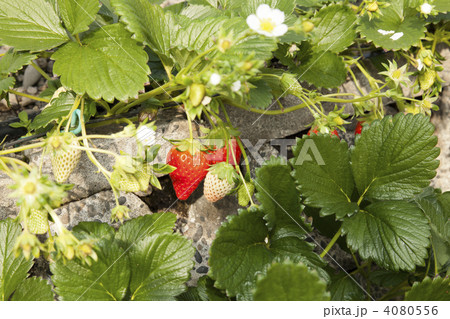 石垣いちご 4080556