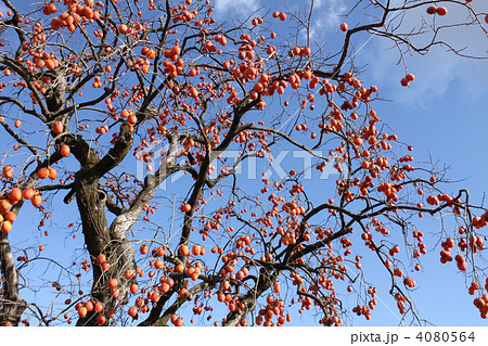 柿の木 4080564