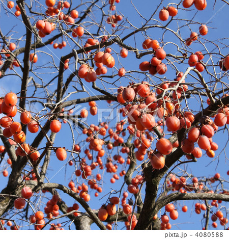 柿の木 4080588