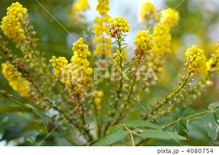 ヒイラギナンテン 4080754