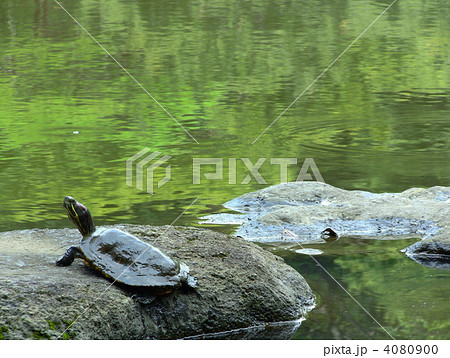 ミドリガメ ミドリガメ 4080900