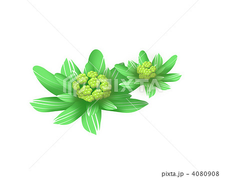 ふきのとう 植物 食用のイラスト素材