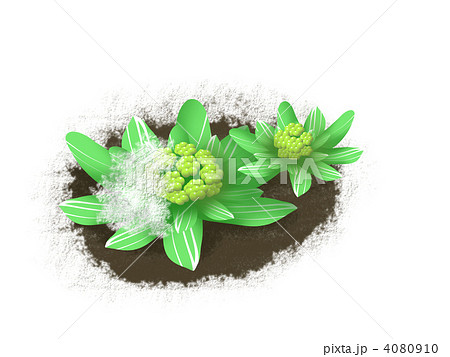 ふきのとう 植物 雪解けのイラスト素材