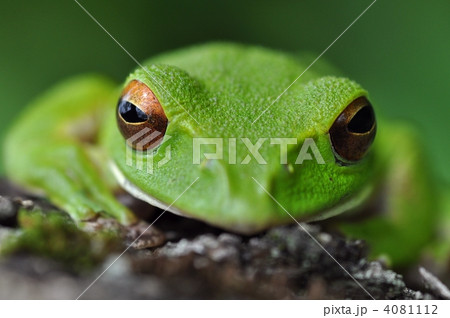 モリアオガエル 4081112