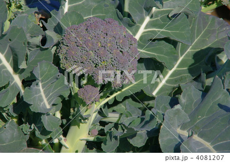 ブロッコリー 畑のブロッコリー ブロッコリー 畑のブロッコリー 4081207