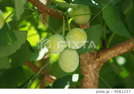 銀杏　だいぶ大きくなりました。 4081237