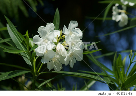 夾竹桃 白い花はとても清楚な感じ 夾竹桃 白い花はとても清楚な感じ 4081248