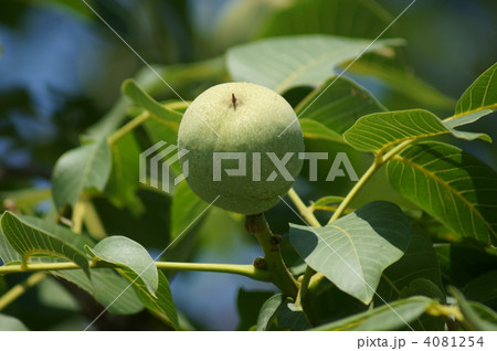 胡桃の実 もう少し頑張って大きくなりましょう。 胡桃の実 もう少し頑張って大きくなりましょう。 4081254