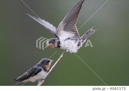 ツバメの幼鳥 ツバメの幼鳥 4081573