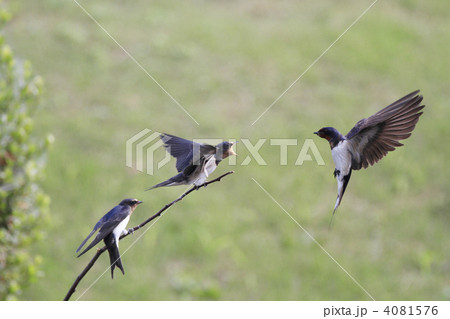 ツバメの親子 4081576