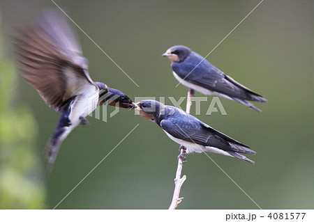 ツバメの親子 4081577