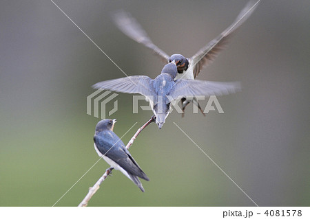 ツバメの親子 4081578