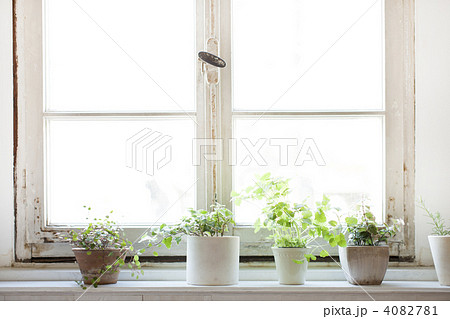 窓際に置いている観葉植物の写真素材