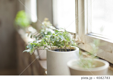 窓際に置いている観葉植物の写真素材 407