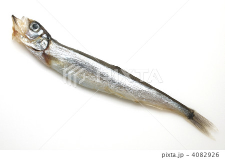 ししゃも 4082926