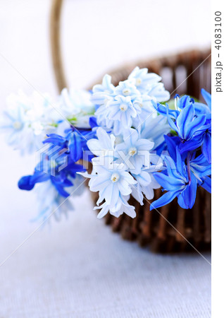 First spring flowers 4083100