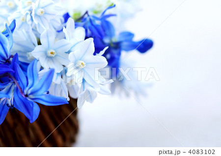 First spring flowers 4083102