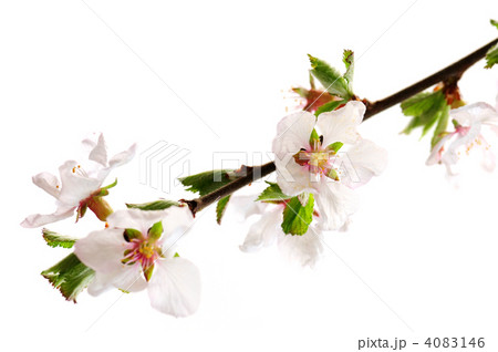 Pink cherry blossom 4083146