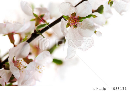 Pink cherry blossom Pink cherry blossom 4083151