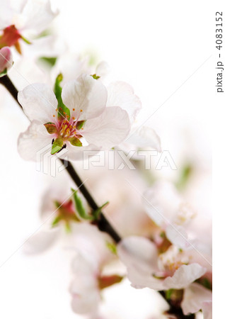Pink cherry blossom Pink cherry blossom 4083152