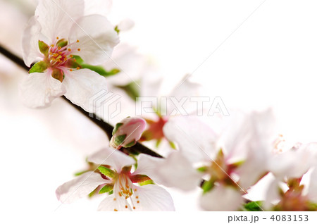 Pink cherry blossom Pink cherry blossom 4083153