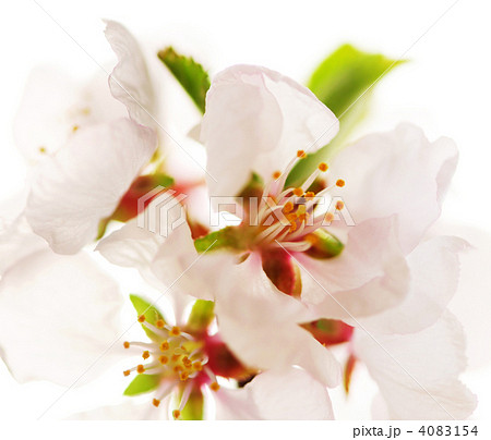 Pink cherry blossom Pink cherry blossom 4083154