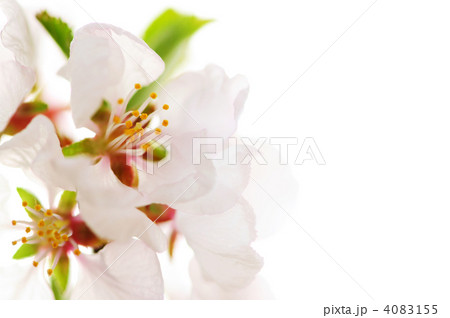 Pink cherry blossom Pink cherry blossom 4083155