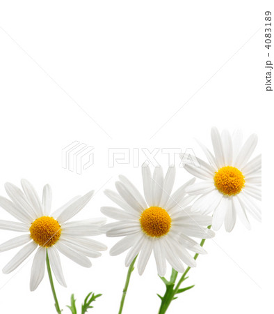Daisies on white background Daisies on white background 4083189
