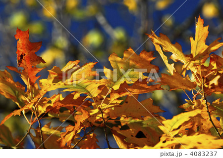 Autumn leaves 4083237