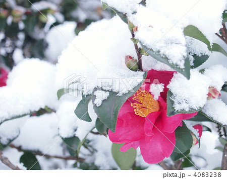 雪さざんか 4083238