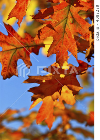 Autumn leaves 4083239