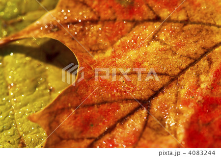 Autumn leaves macro Autumn leaves macro 4083244