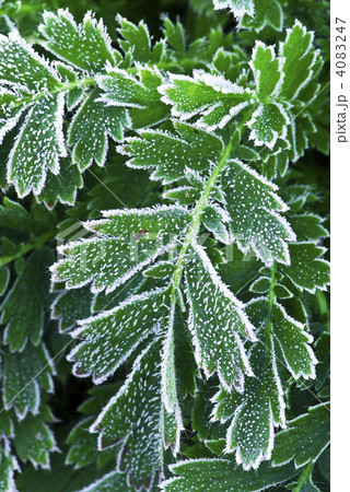 Frosty plants in late fall Frosty plants in late fall 4083247