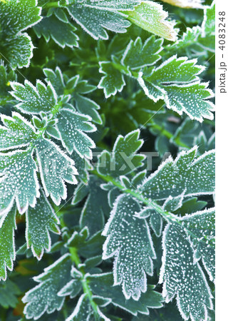 Frosty plants in late fall 4083248