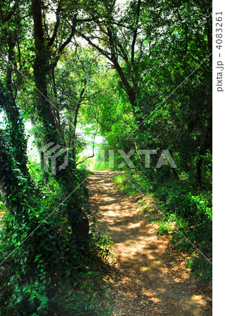Forest path Forest path 4083261