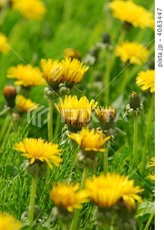 たんぽぽ 4083447