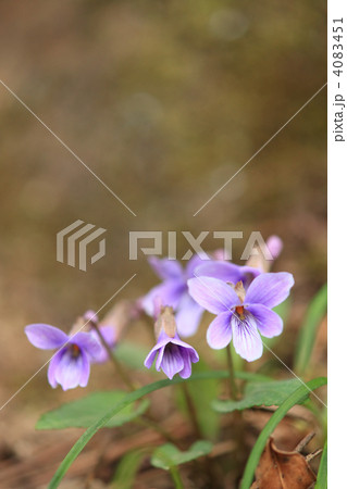 コスミレ 4083451