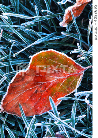 Frosty leaf Frosty leaf 4083695