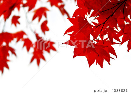 Fall leaves background Fall leaves background 4083821