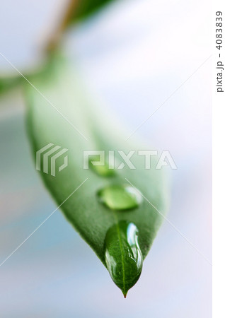 Green leaf with water drops 4083839