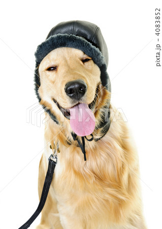 Golden retriever dog wearing winter hat 4083852