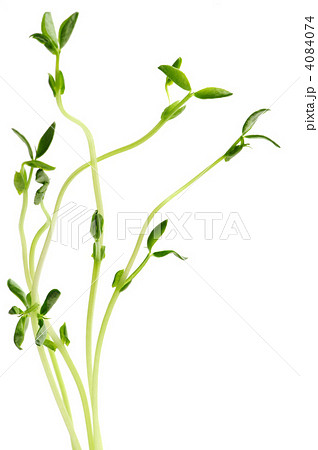 Green sprouts on white background 4084074