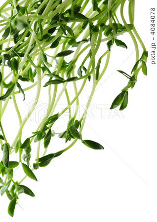 Green sprouts on white background 4084078
